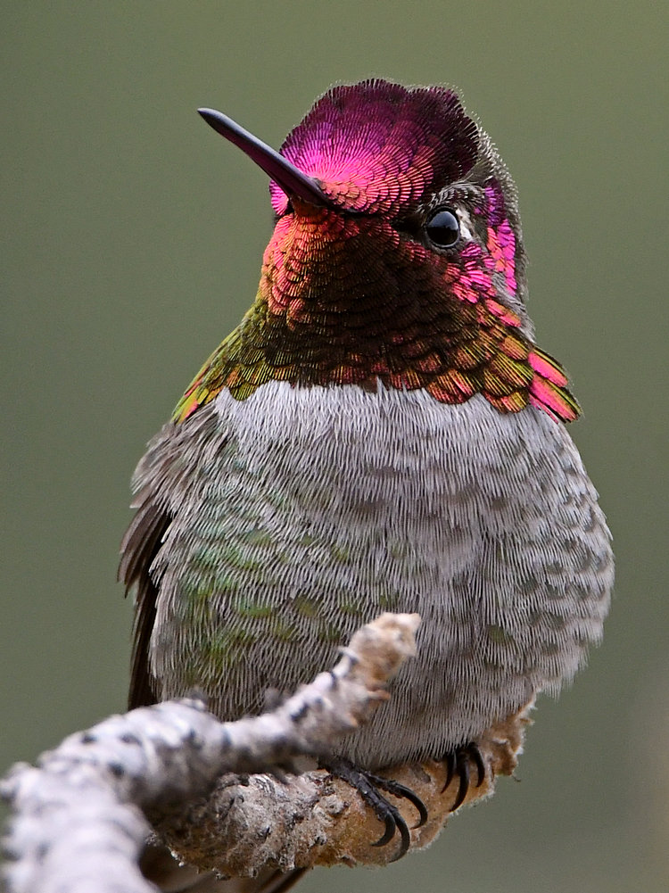 Hummer22.jpg