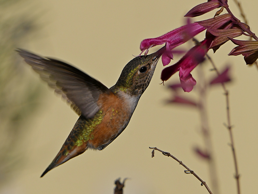 Hummer22.jpg