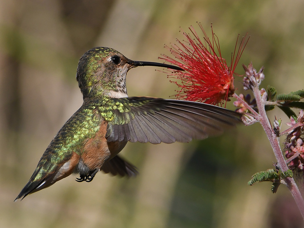 Hummer22.jpg