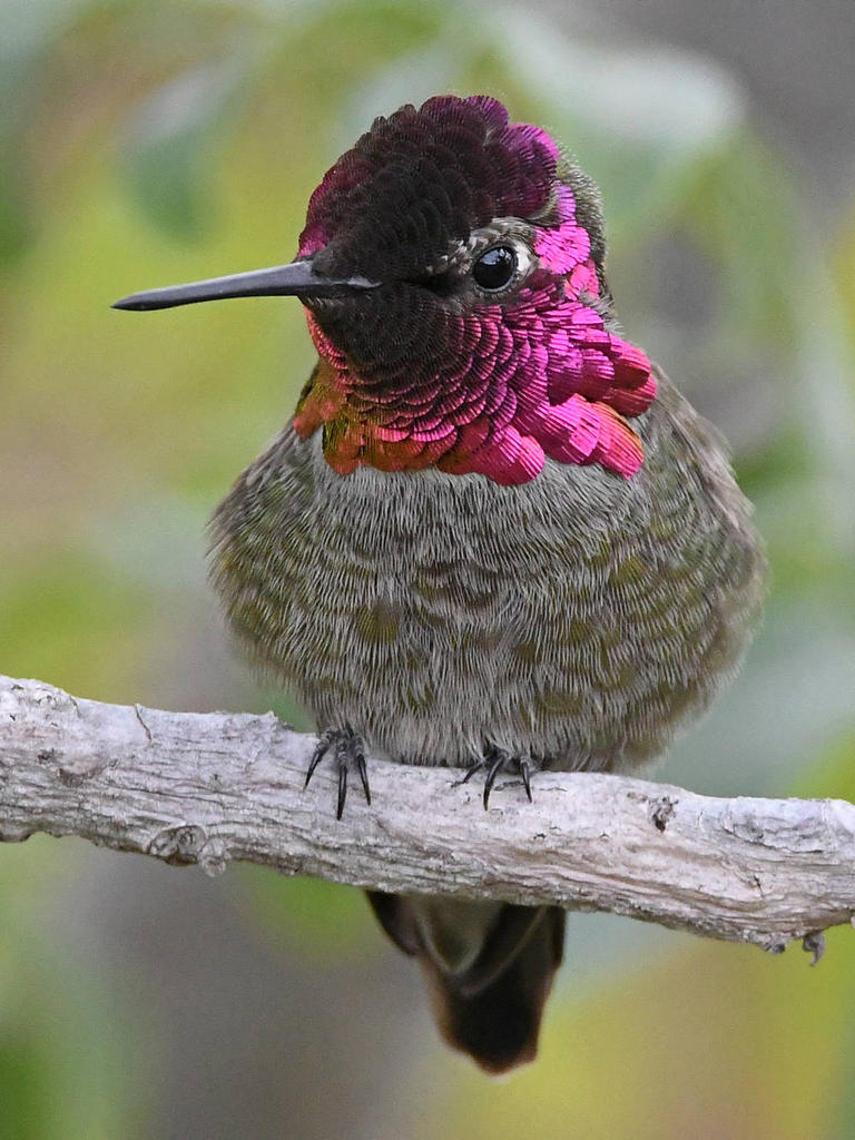 Hummer22.jpg
