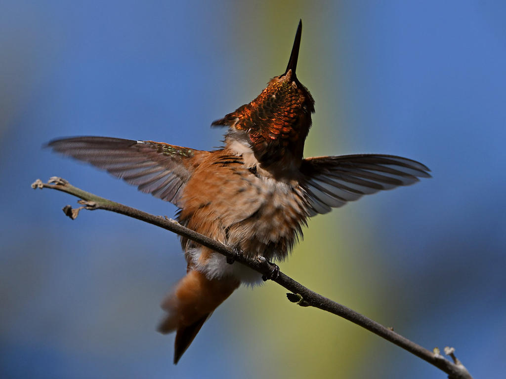 Hummer22.jpg