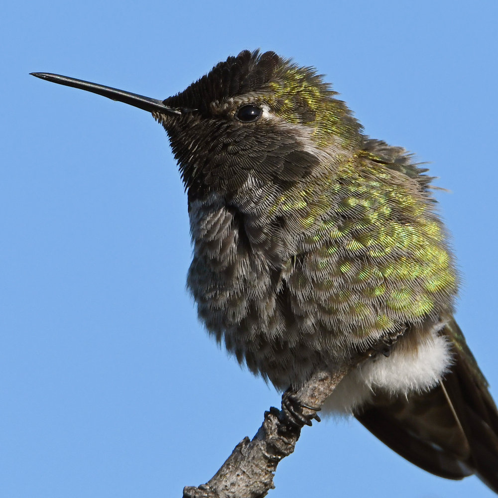 Hummer22.jpg