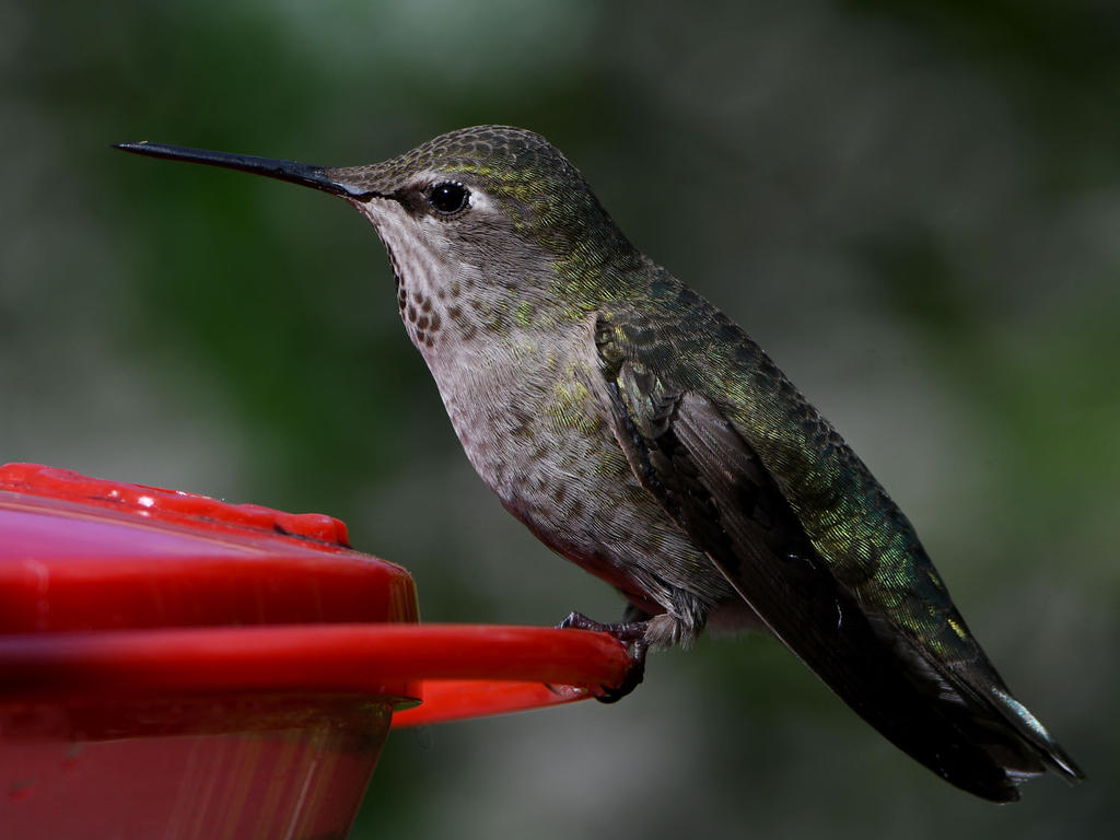 Hummer22.jpg