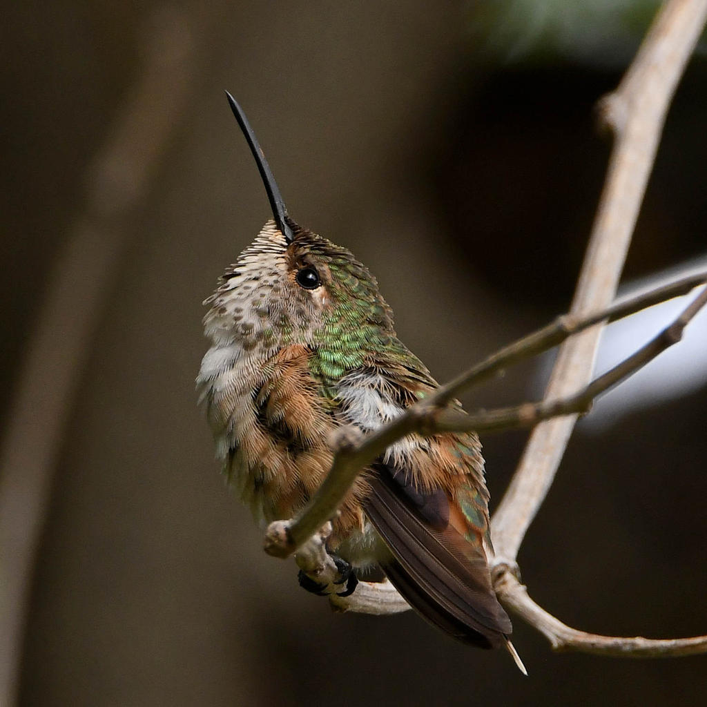 Hummer22.jpg