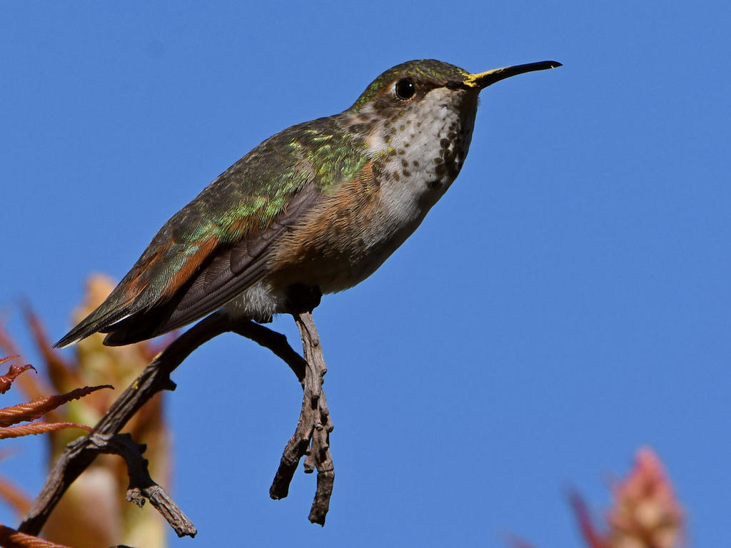 Hummer22.jpg