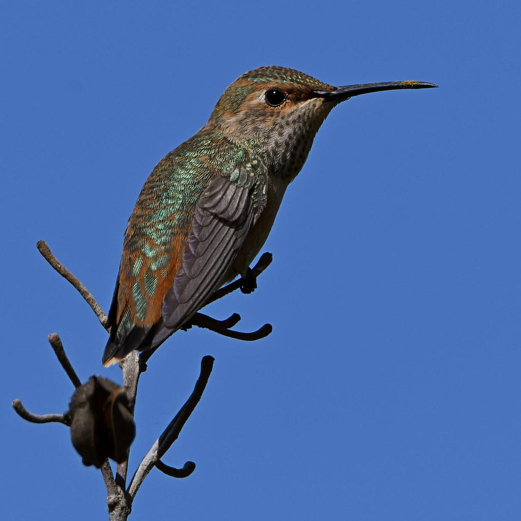 Hummer22.jpg