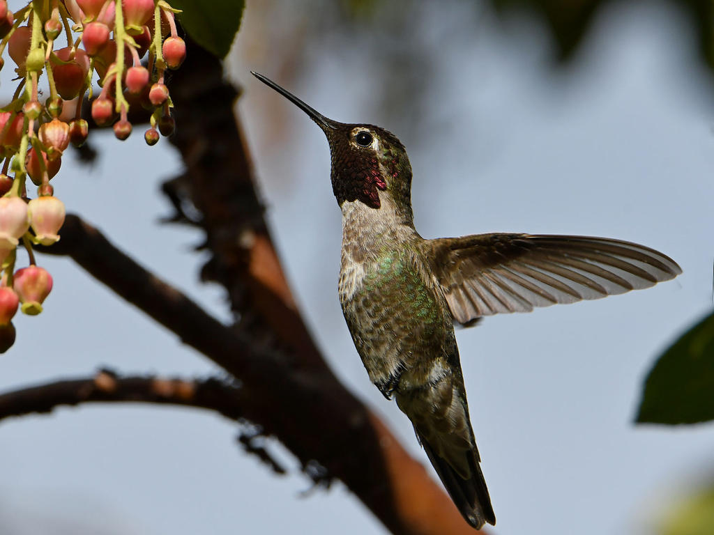 Hummer22.jpg