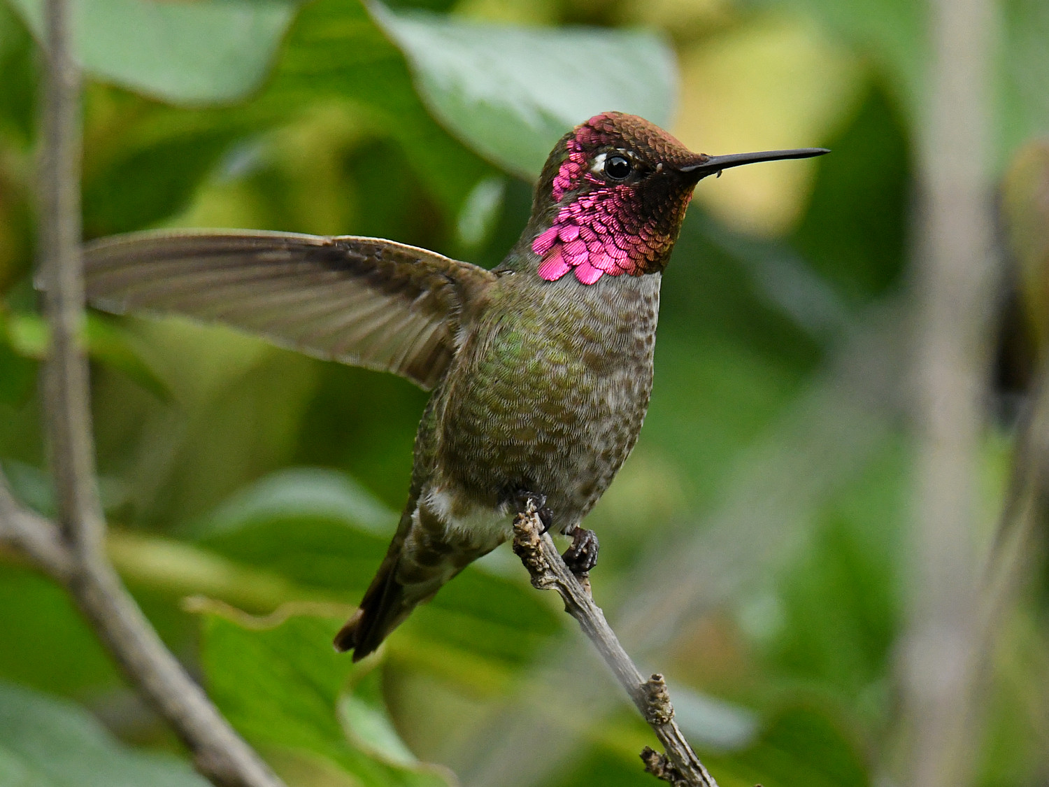 Hummer22.jpg