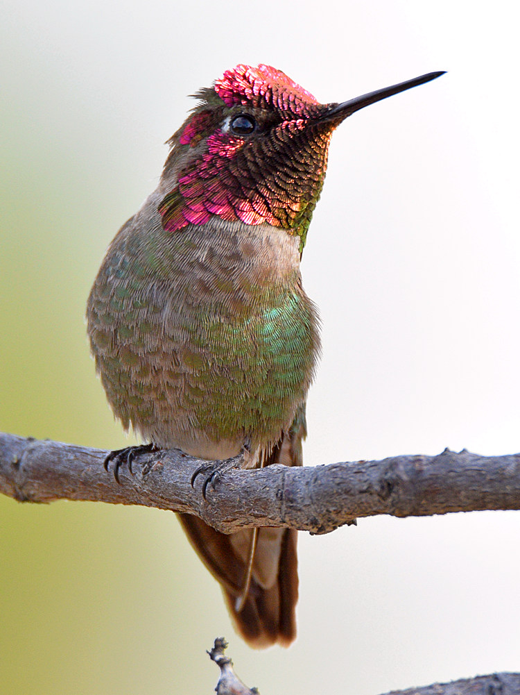 Hummer22_2016_04_19.jpg