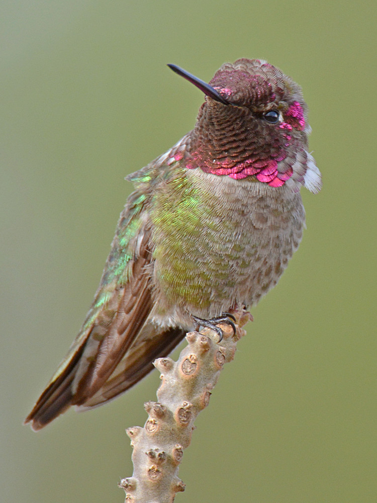 Hummer23.jpg