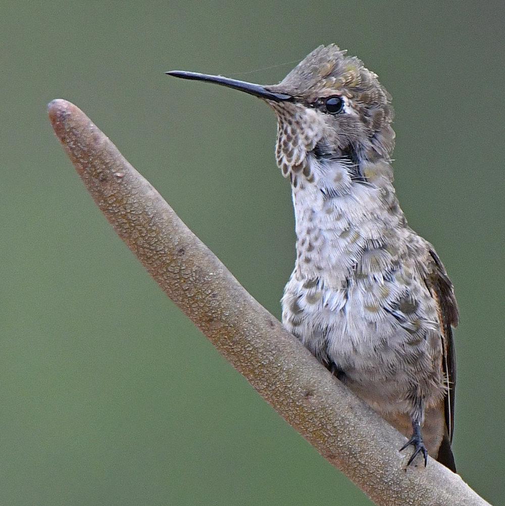 Hummer23.jpg