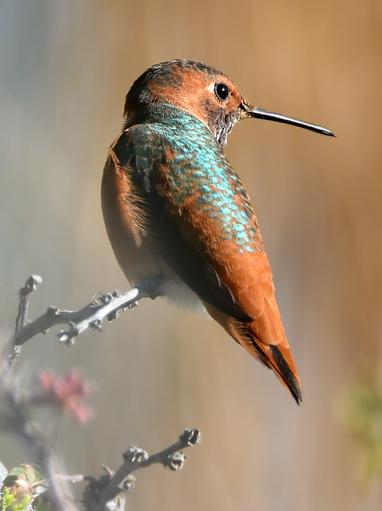 Hummer23.jpg