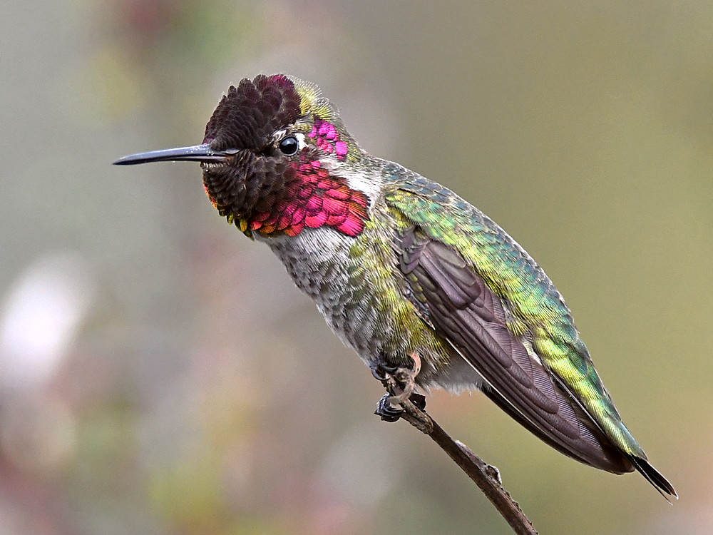 Hummer23.jpg