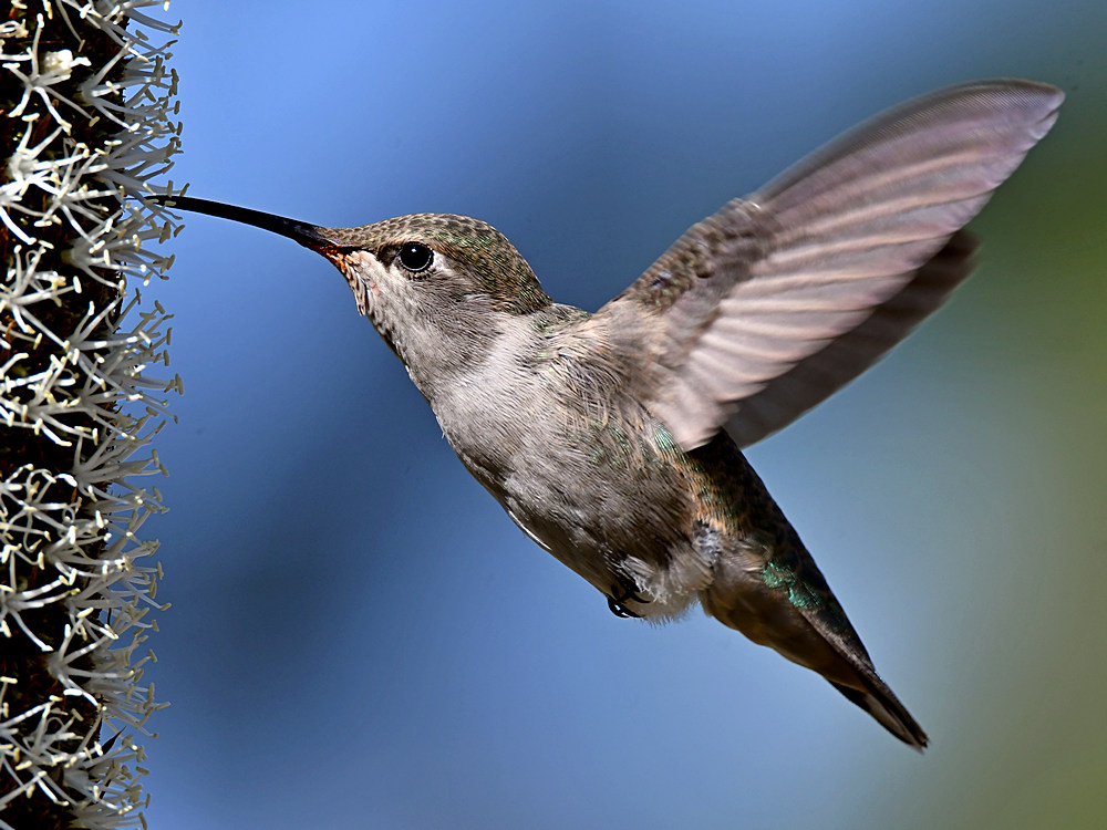 Hummer23.jpg