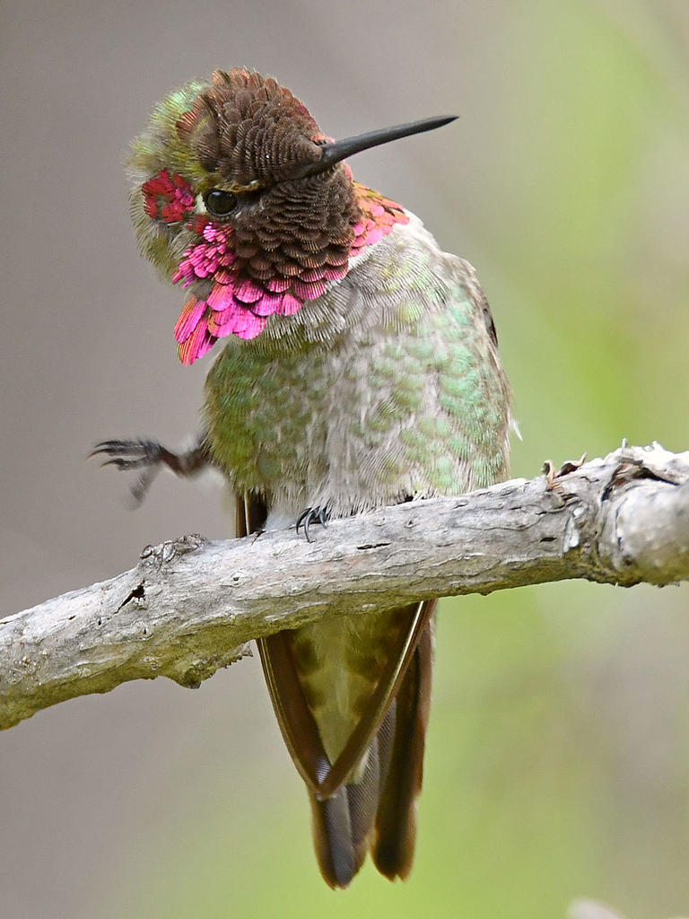 Hummer23.jpg