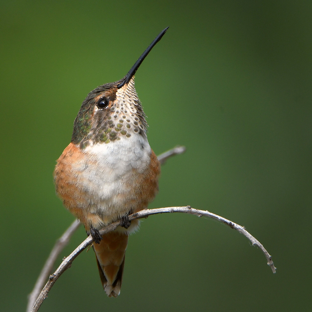 Hummer23.jpg