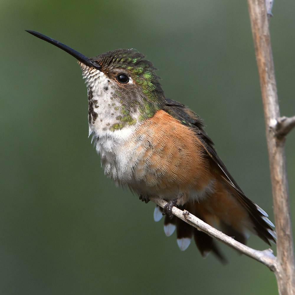 Hummer23.jpg