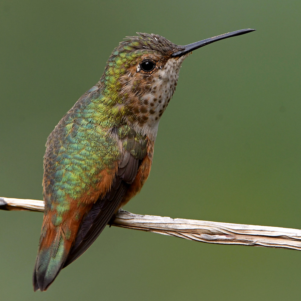 Hummer23.jpg