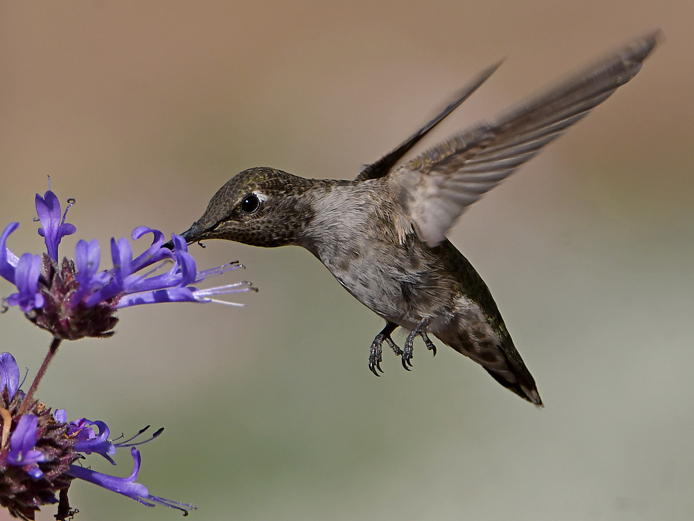 Hummer23.jpg