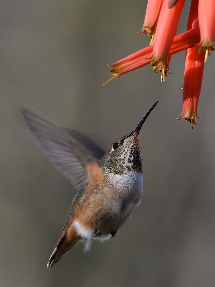 Hummer23.jpg