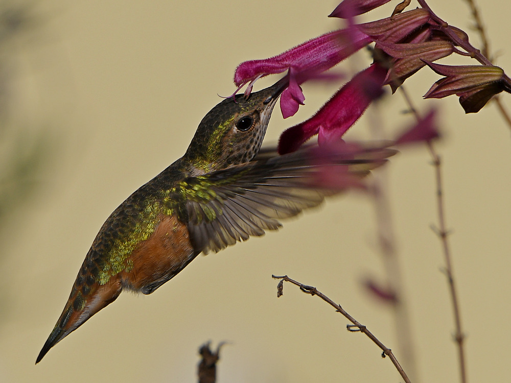 Hummer23.jpg