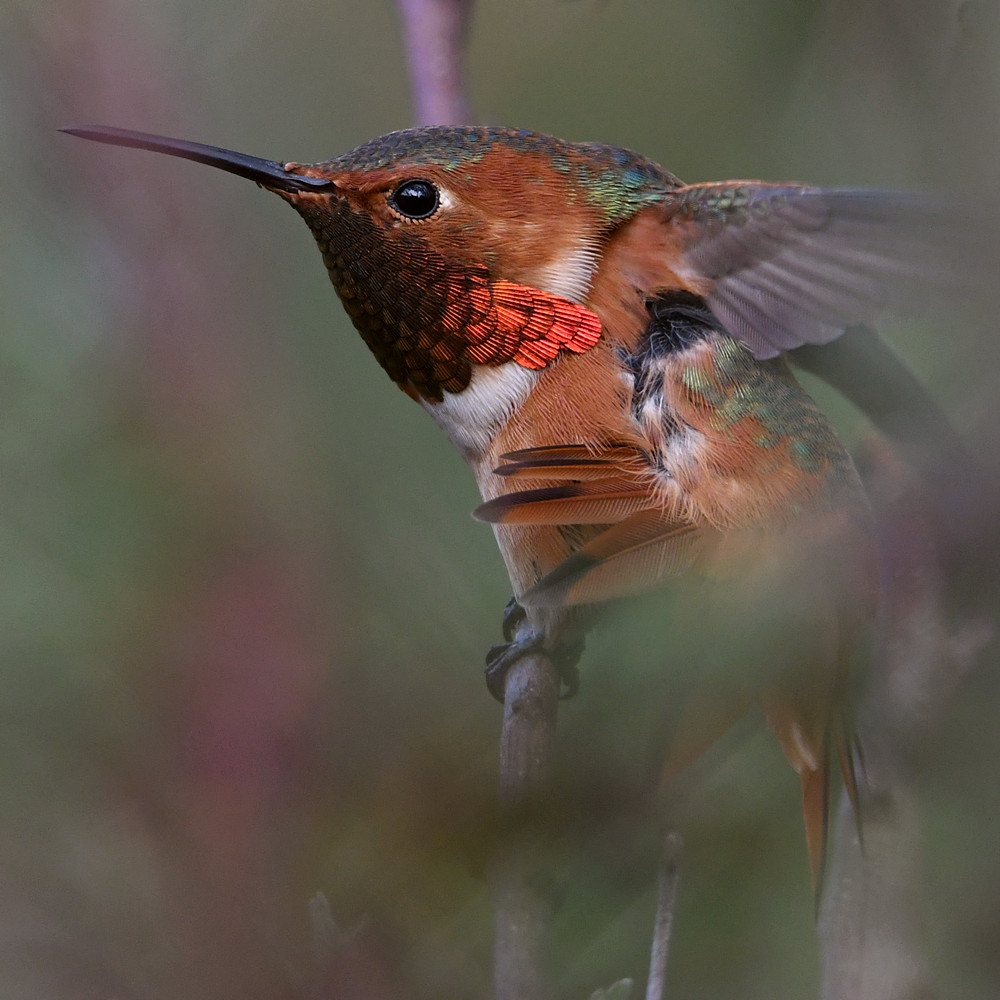 Hummer23.jpg