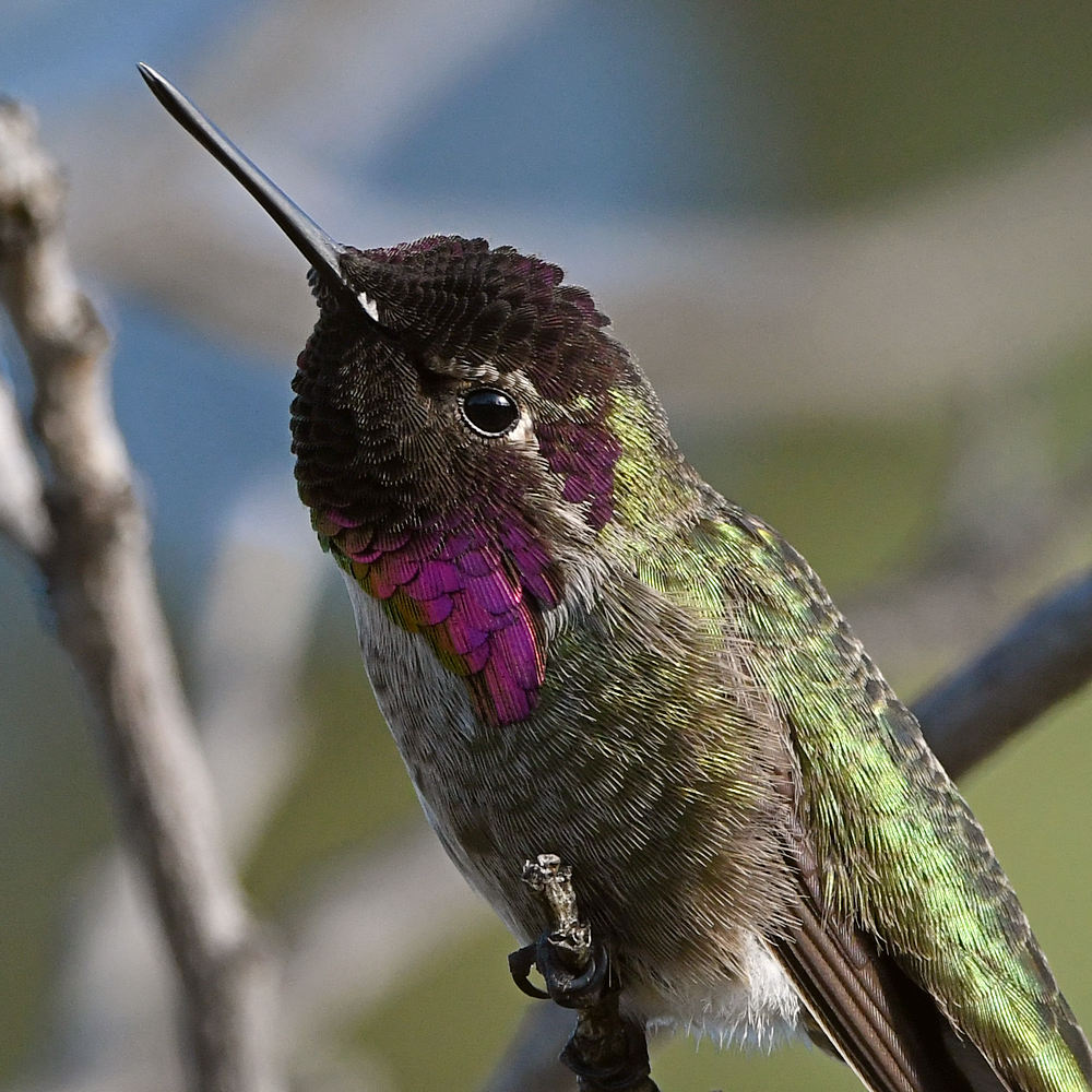 Hummer23.jpg
