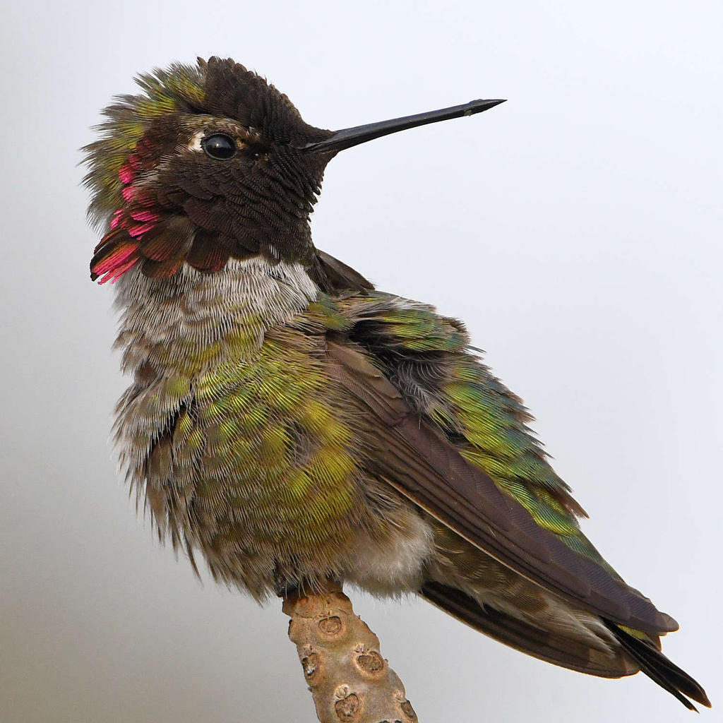 Hummer23.jpg