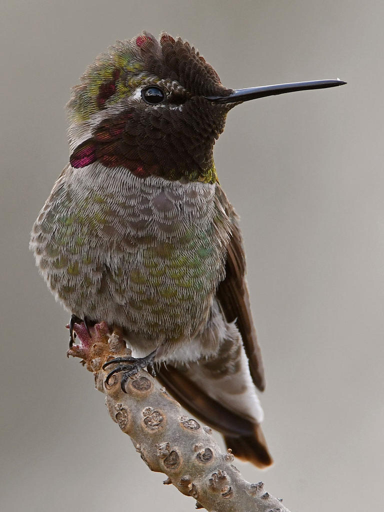 Hummer23.jpg