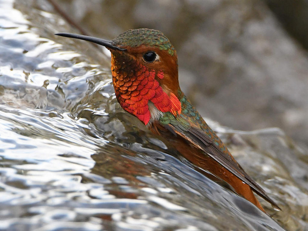 Hummer23.jpg