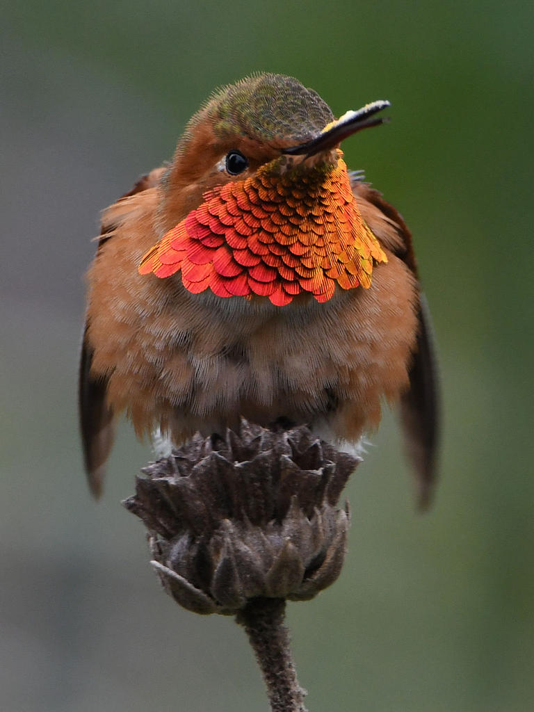 Hummer23.jpg