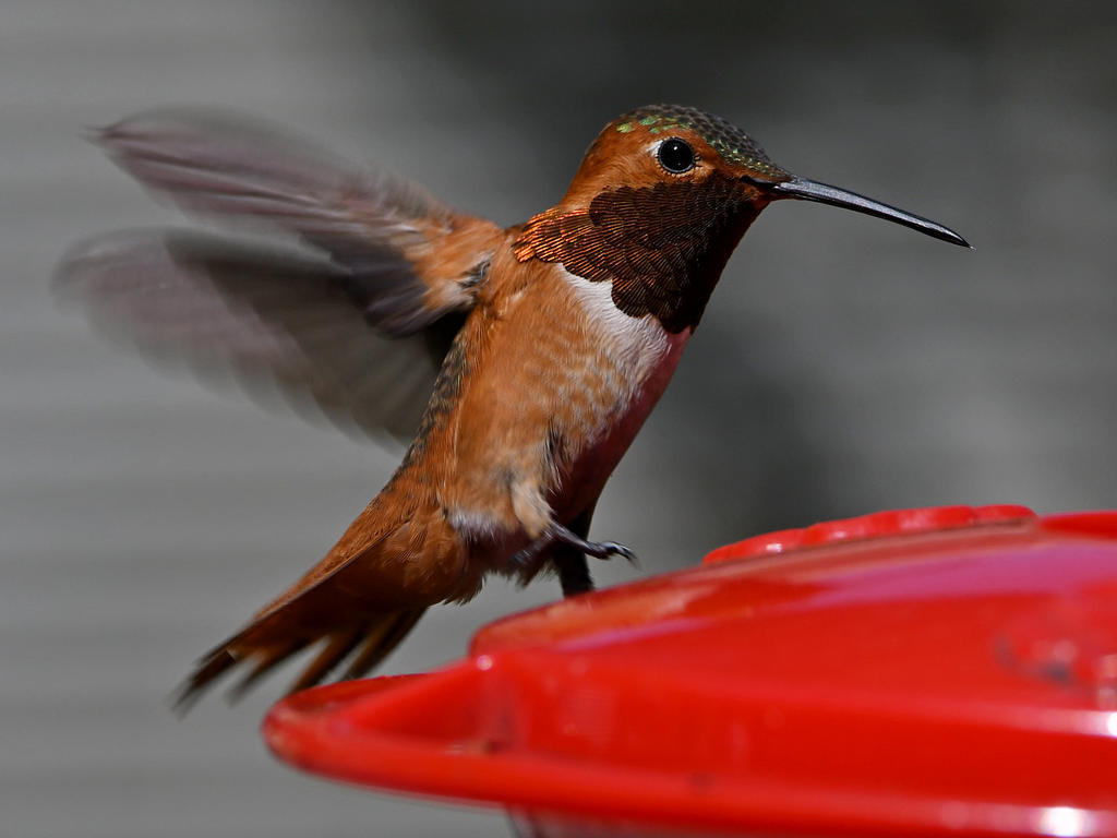 Hummer23.jpg