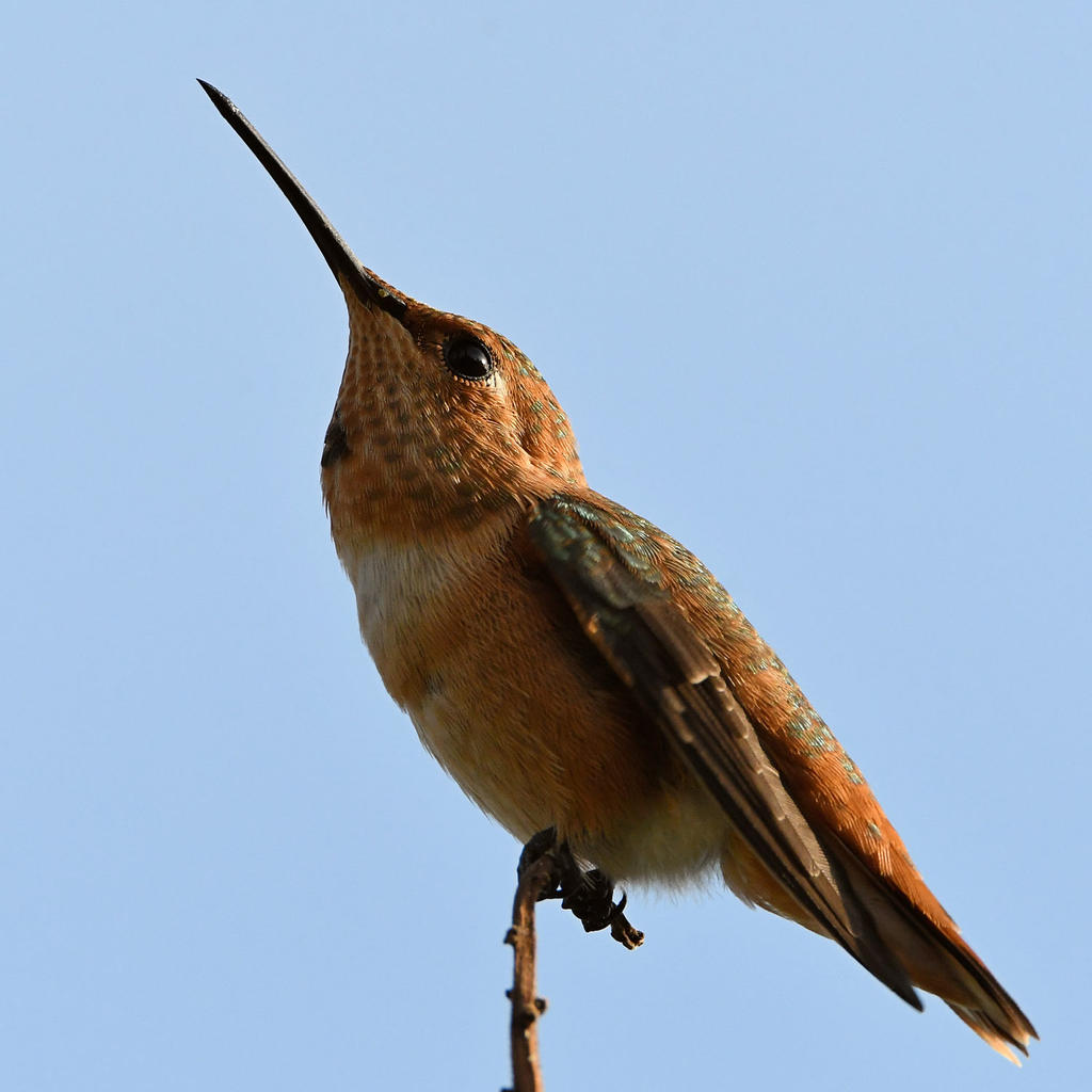 Hummer23.jpg