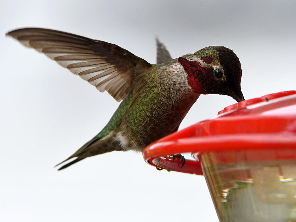 Hummer23.jpg