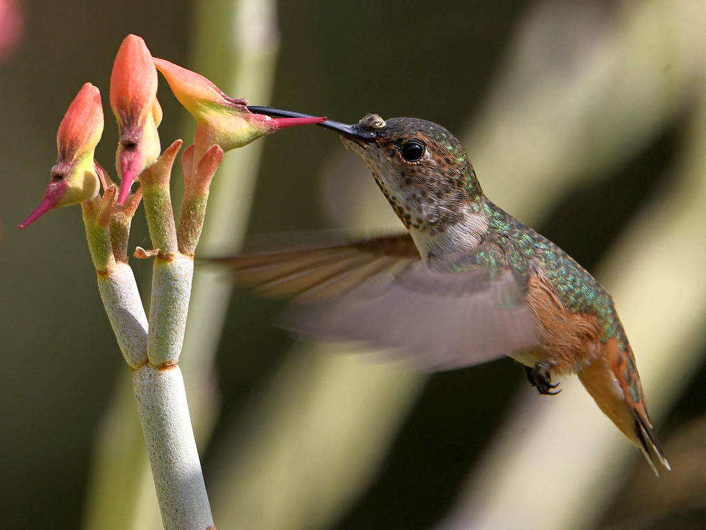 Hummer23.jpg
