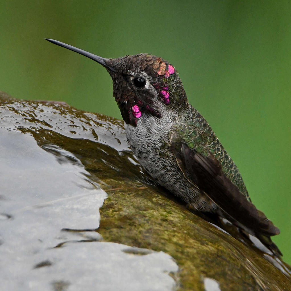 Hummer23.jpg
