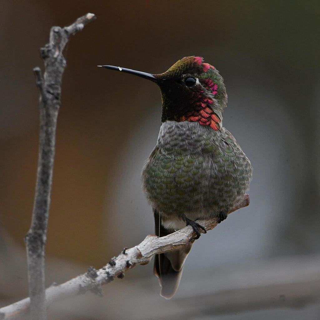 Hummer23.jpg
