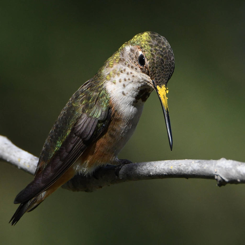 Hummer23.jpg