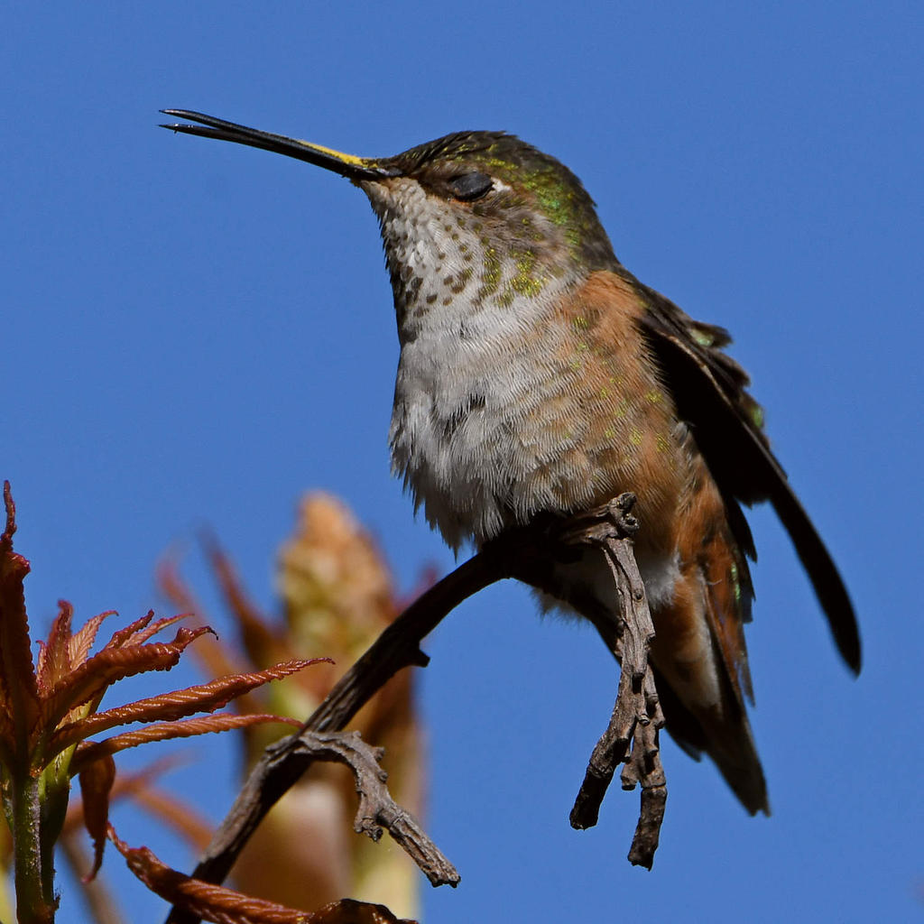 Hummer23.jpg