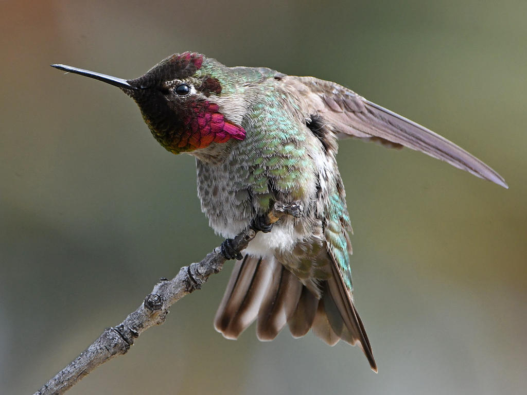 Hummer23.jpg