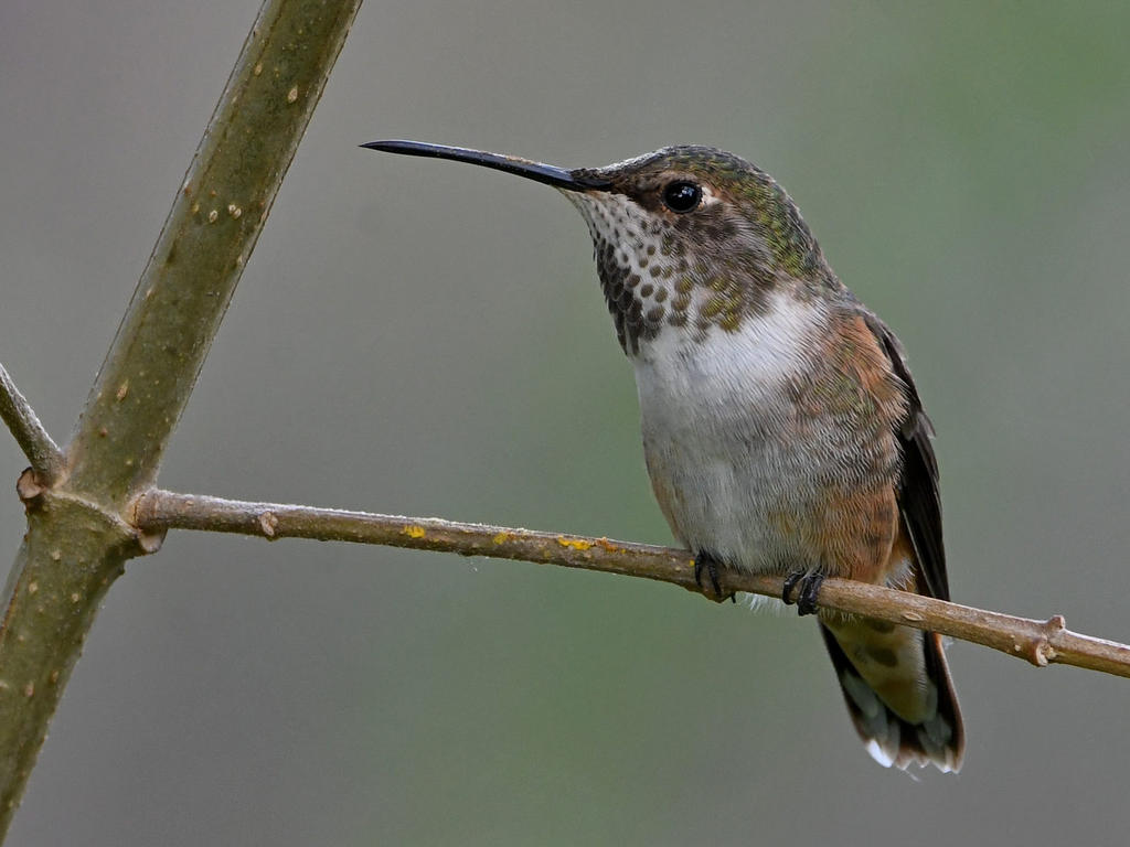Hummer23.jpg