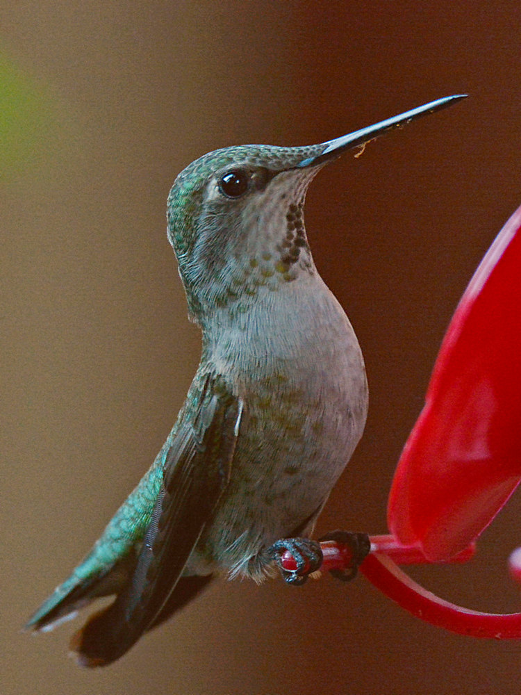 Hummer24.jpg