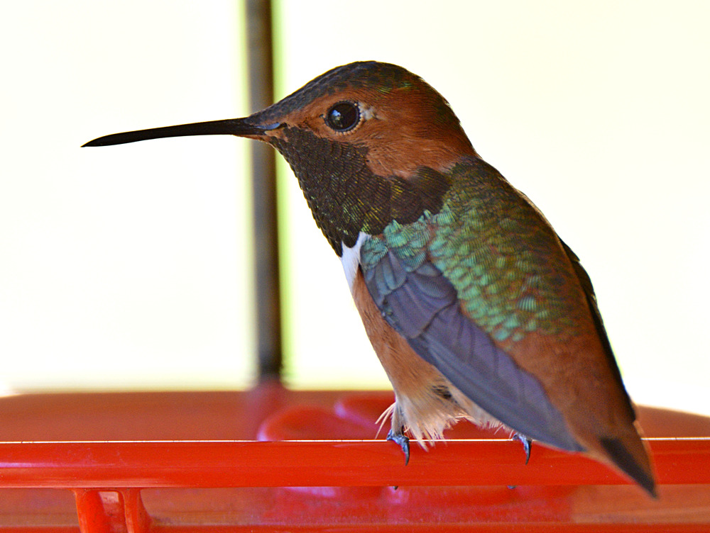 Hummer24.jpg