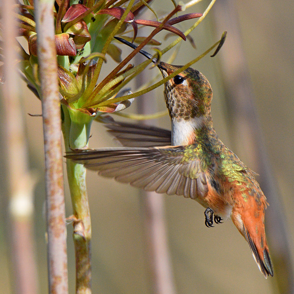 Hummer24.jpg