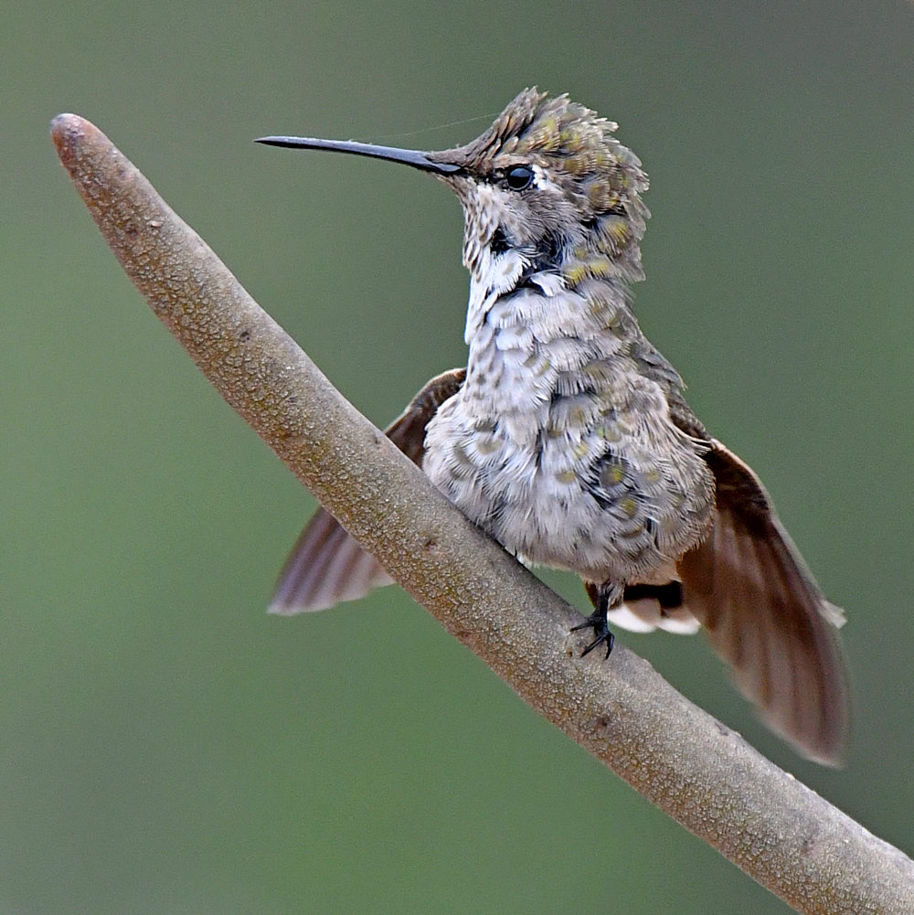 Hummer24.jpg