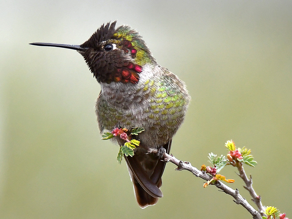 Hummer24.jpg