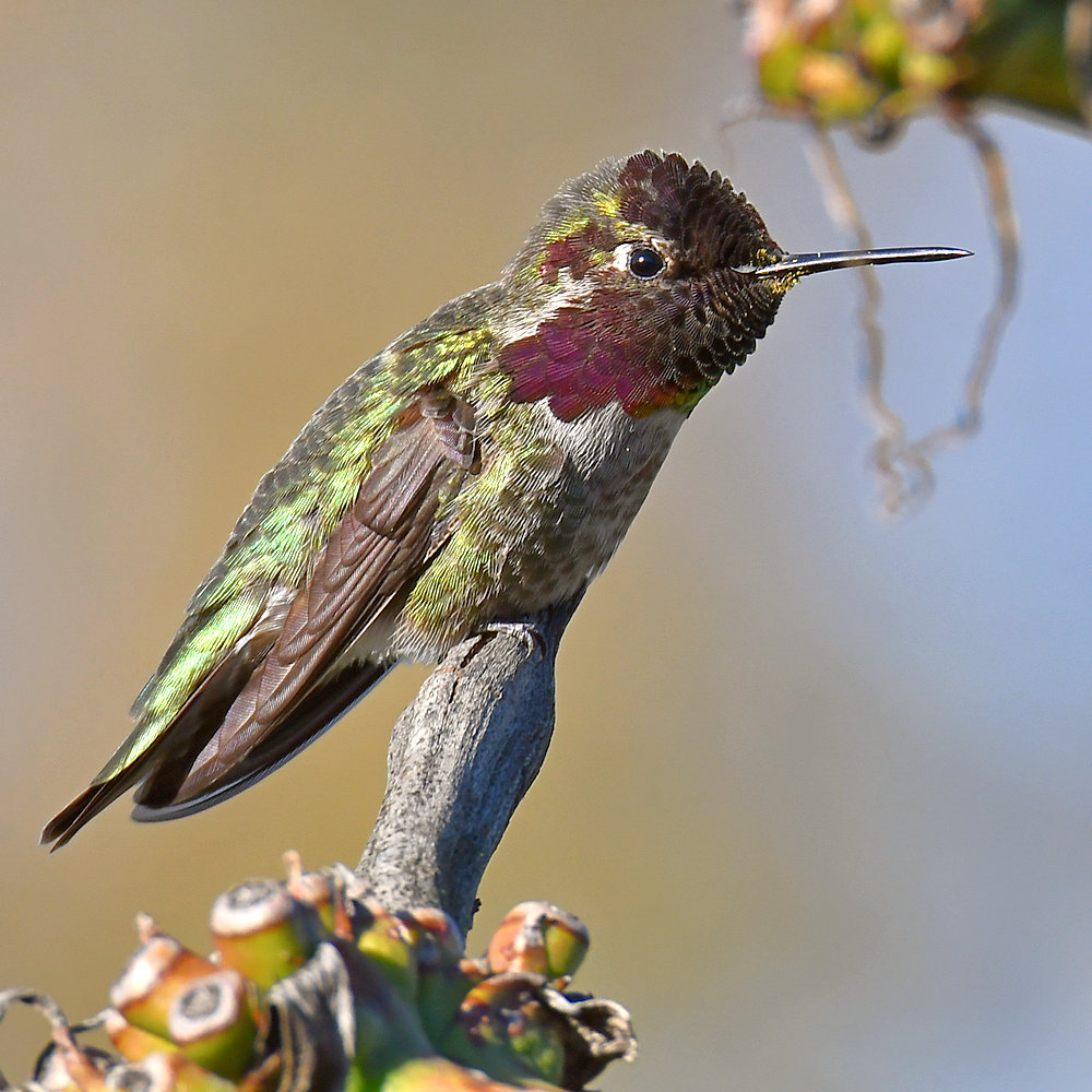 Hummer24.jpg