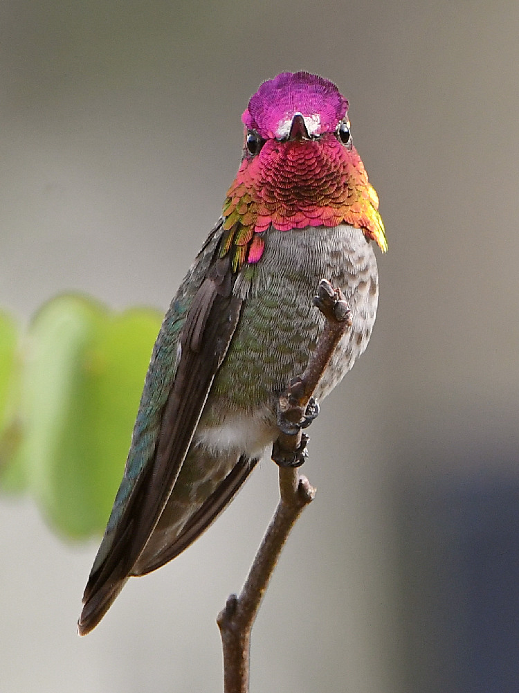 Hummer24.jpg