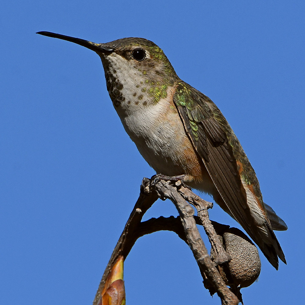 Hummer24.jpg