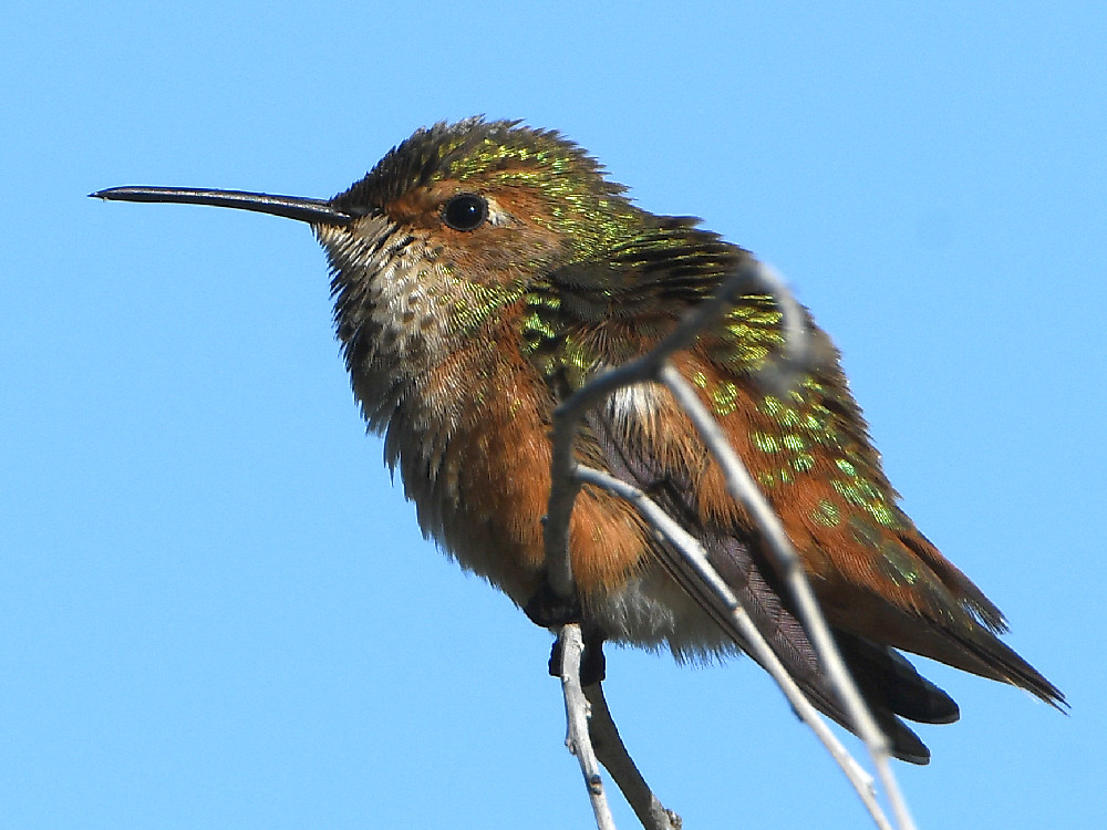Hummer24.jpg